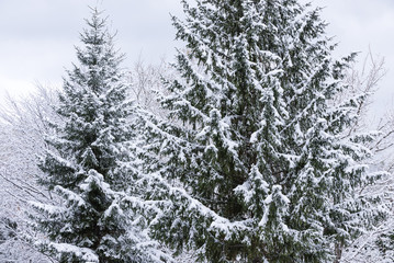 花粉症対策に効く香り トドマツ Sniffer News